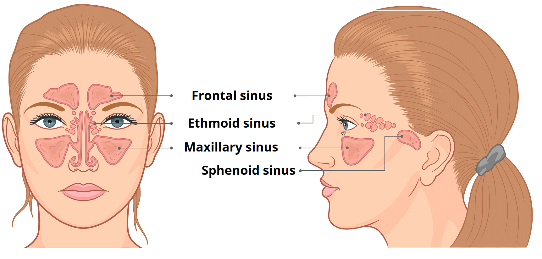 NASAL CAVITY & PARANASAL SINUSES